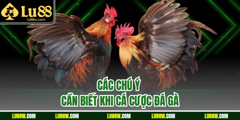 Các chú ý cần biết khi cá cược đá gà
