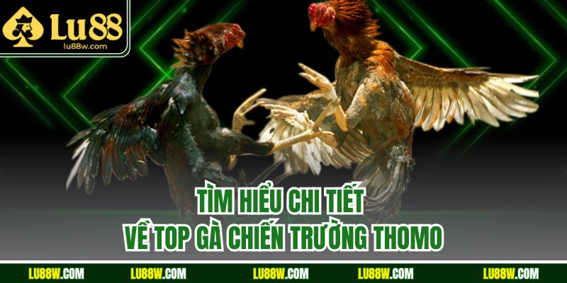 Tìm hiểu chi tiết về top gà chiến trường Thomo