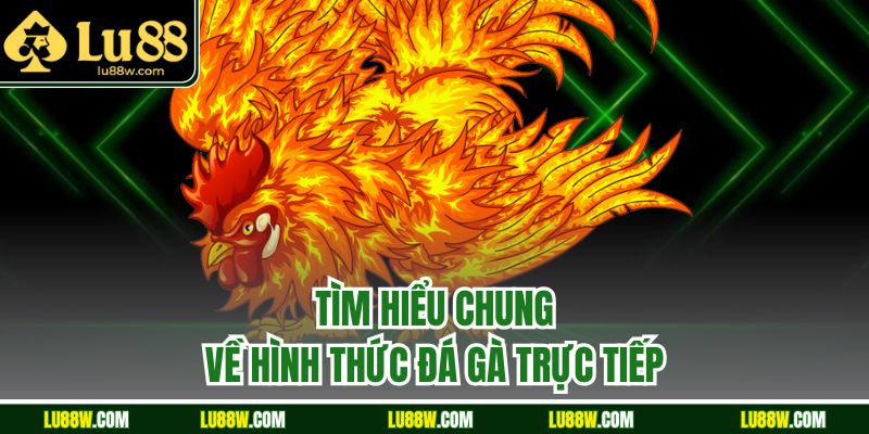 Tìm hiểu chung về hình thức đá gà trực tiếp