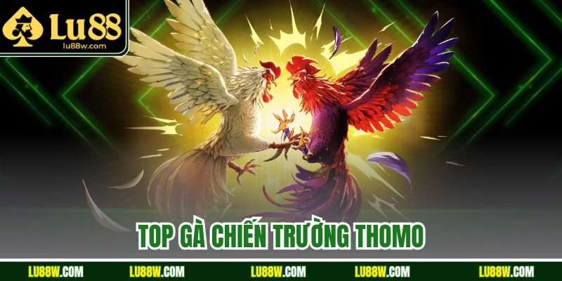 Top Gà Chiến Trường Thomo Làm Mưa Làm Gió Tại Nhà Cái Lu88